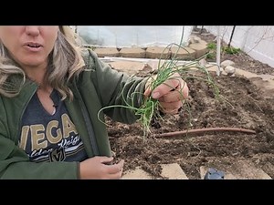 It's Finally Time to Plant Onions in Zone 6
