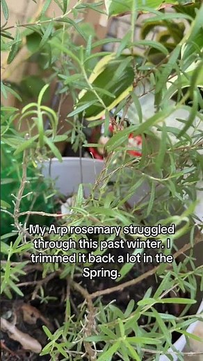 How I saved my Arp rosemary from winter damage #plantrecovery #gardeningtips