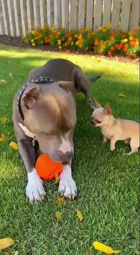 “Pit Bull & Chihuahua Are Best Friends 😂🐶” #dogvideos ,#FunnyDogs