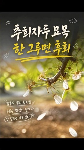 추희자두 묘목 고르는 법, 접목부와 뿌리 먼저 보세요