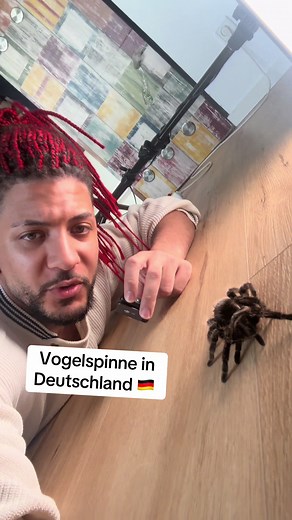 Leben jetzt in Deutschland 🇩🇪 Vogelspinnen? #deutschland #lustig #viral