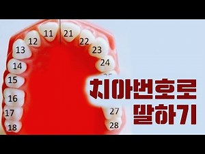 치과에서 아는척하기!! 그동안 궁금했던 치아번호 치아이름 알려드려요!! (FEAT. 치아상식 치트키)