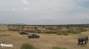 The Mara is a land of mixed-use spaces where people and wildlife must coexist to survive. Nothing represents the role Mara Elephant Project rangers play more than this recent video showing a MEP ranger vehicle alongside partners acting as the barrier on the ground between a bull elephant and the people living in this boma or homestead. Our rangers rapidly respond in the air and on the ground to usher this bull into a conservancy and protect the people and wildlife involved. | Mara Elephant Proje