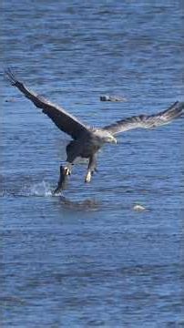 흰꼬리수리 사냥 #whitetailedeagle #wildlife #흰꼬리수리