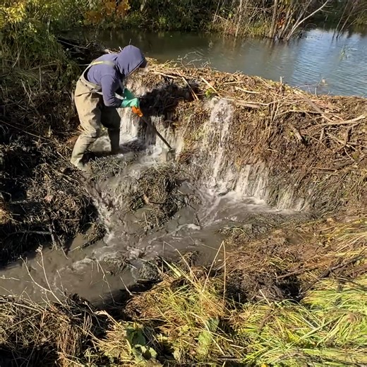1.3M views · 3.5K reactions | Unraveling Nature's Engineering, The Ultimate Beaver Dam Removal | DIY & Crafts | Facebook