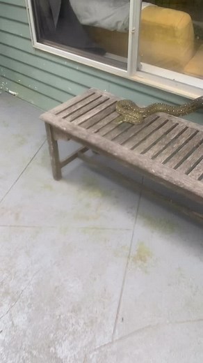 2 m Carpet Python - came for a visit. 😎 | Tony Lovett