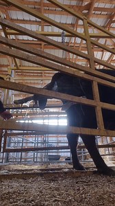 110K views · 922 reactions | Did you know that a calf is carried...