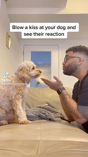 Luna The Mini Cockapoo on Instagram: "Purest soul on this app 🥺 #dogs #love"