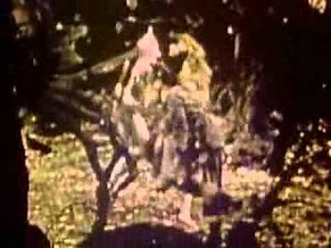 Wizard of Oz - Jitterbug.flv