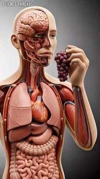 Grapes Benefits and Side Effects Explained in 3D”