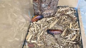 Atlanta Zoo unveils new cockroach named Tom Brady