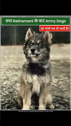 आखिर रिटायरमेंट के बाद 🇮🇳 Indian Army Dogs के साथ क्या होता है? 🤔 #shorts #india #indianarmy