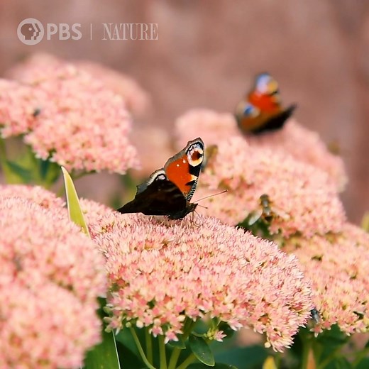 1.9K reactions · 359 shares | The best thing about springtime? The blooms. [VID: Compilation videos of spring flowers blooming] | Nature | PBS | Facebook
