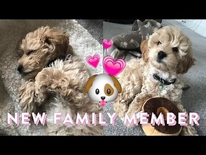 Big Announcement | Bringing Home Our Cavapoochon Puppy