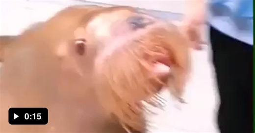 Walruses can whistle and play a harmonica - Video