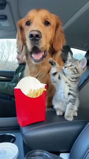 She slapped him… TWICE 😭👋:#funnyanimals #catvsdog #carpov #viralUSA #facebookreels #petfight