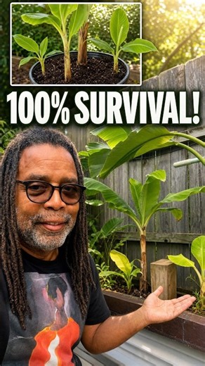 How to Divide Banana Plants: Root Corm Splitting & 30-Day Results