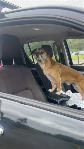Green waste skip trailer now available! Hola if you need one! | Skip Trailers Wairarapa