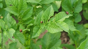 Colorado potato beetle larvae on the leaves of growing potatoes on a summer day, close-up. pest control in agriculture