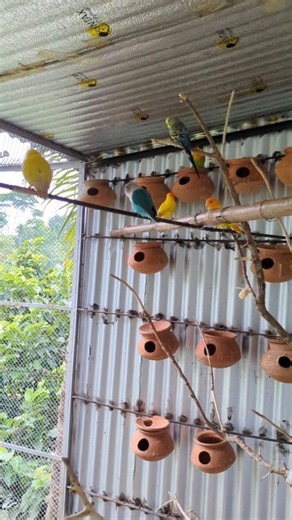 Morning Birds activities 🦜🐦 Birds Chirping Sounds #birds #parrots | Sunny Bangladeshi