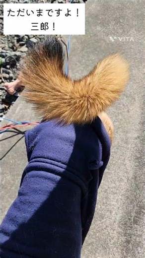 健在卍( 'ㅂ')卍 #youtube #大型犬のいる生活 #vita #dog #shortvideo #いぬとの暮らし #しっぽ #fyp #12月 #december