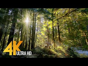 Forest Dreams - 4K Virtual Tour in Mossy Forest with Sunbeams bursting through the Trees - Part #3