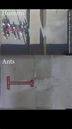 🐜 Ants = superior to humans in group problem-solving maze experiment💡 Ants acting as a group are smarter, that for them the whole is greater than the sum of its partsWhen ants work in groups… | Florian Palatini | 47 comments