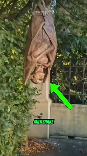 Top 4 Blood-Drinking Animals You Didn’t Know Existed 🩸 | Nature’s Real Vampires