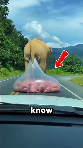 3 Animals That Live Just Long Enough to Reproduce 😮 #facts #animals #wildlife #animalfacts