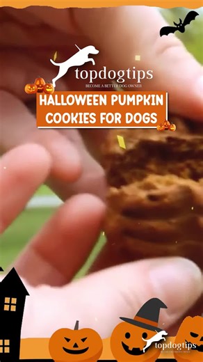 🎃🍪 Spooky season just got sweeter (and healthier)! These homemade pumpkin cookie dog treats are the paw-fect Halloween snack—nutritious, delicious, and totally pup-approved. 🐾💛 No tricks, just healthy treats for your furry best friend! 👻✨ 🍽️ Watch now get the full recipe here: https://topdogtips.com/pumpkin-cookie-dog-treat-recipe/ #HalloweenDogTreats #PumpkinDogTreats #HealthyDogSnacks #HomemadeDogTreats #DogMomLife #TopDogTips | Top Dog Tips