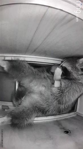 Happy New Year with Luna and Sanchez! Learn about the Funny Habits of our Cute Pet Raccoon