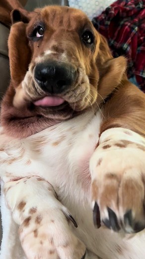 Winnie is perfect….ly naughty 🤣🥰🥹 @Bravo Bassets #bassetlife #bassethound #bassethoundsoftiktok #bassethoundpuppy #petsoftiktok #basshole #dogsoftiktok #basset #dogs