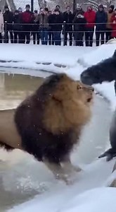 3.8M views · 47K reactions |  CLASH OF THE TITANS  SILVERBACK...