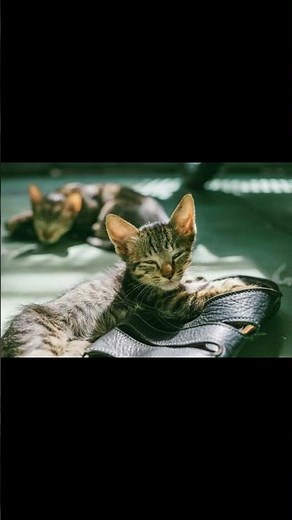 Unlocking the Secrets of Cat Communication: Over 100 Sounds Explained!