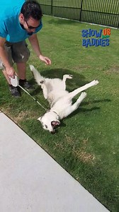 38K views · 465 reactions | there they  go  again!  #Funny #Fails #Dog #Cats | The Pet Collective | Facebook