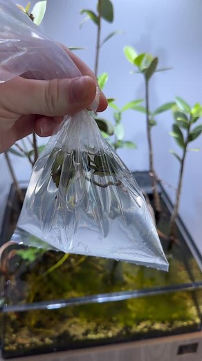 🌱New Black Mangrove Trees🌱 • • ——————————————————————— 🌊🌊🌊🌊🌊 Tank: @sraquaristik Stand: @sraquaristik Lighting: @kessilled Controller: @ghl_aquariumproducts Food: @reefnutrition @easyreefs Flow: @ecotechmarine Jebao 🌊🌊🌊🌊🌊 Use code “ inlandreef12 “ for 12% off your entry into the GHL controller line ——————————————————————— #saltwatertank #reeftank #aquariumhobby #macroalgae #mangrove #plantedtank #coralreef ——————————————————————— ©️ 2025 inland_reef All Rights Reserved | 𝙄𝙣𝙡𝙖𝙣𝙙