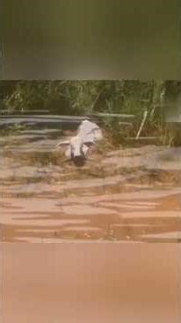 Anacondas attacking horse and calf