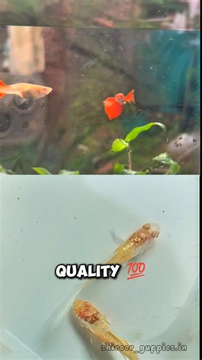 cross breeding 🤞#shorts #viralshorts #albinoplatinumwhiteguppy #albinoredtuxuidodomboearguppy