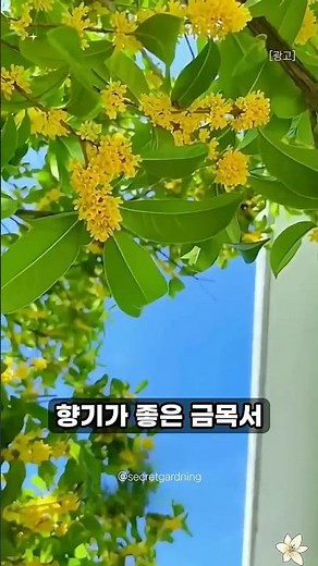 How to Propagate Osmanthus from Just One Cutting 🌿 #gardening #plants