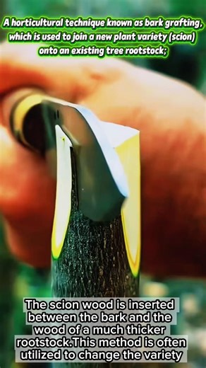 A horticultural technique used to join a new plant variety (scion) onto an existing tree rootstock.