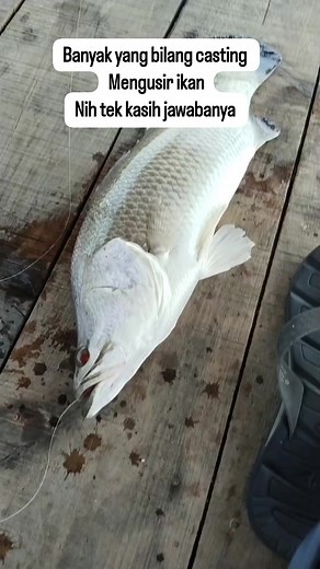 403 reactions · 89 comments | Casting nggusah iwak jare. Pmn critane? #viral #vidioviral #viralkan #barramundi #kakapputih | Bayu Sembodo Putra | Facebook