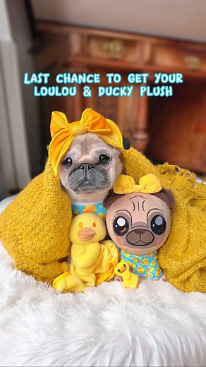 Loulou the Pug on Instagram: "It’s the closest you can get to owning your own Loulou 🥹🩵 LAST 24 hours to get yourself a Loulou & Ducky Plush! They will never be made again, so this is your only chance before it’s too late! ⏰ Head to the link in our bio to grab yours! A big thank you to everyone who ordered a plushie already! We loved reading your comments and messages about how excited you are about the Loulou & Ducky Plush. Your support means the world to us, and I can’t wait for the mini Lou