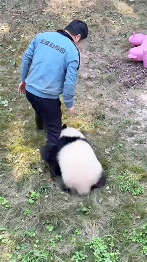 🤣🥰Funny: Panda Chase Keepers! Part 4#panda #funny