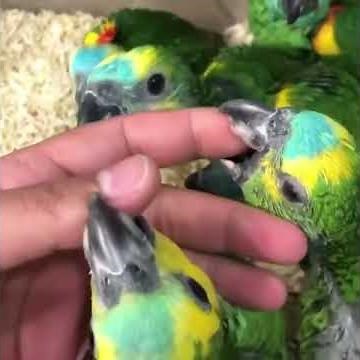 Amazon parrot baby's for sale