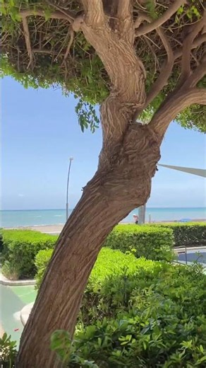 Paseo de Estepona