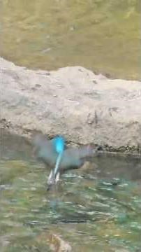 날렵하게, 총알같이 생긴 작고 이쁜 새, '물총새' 오후 모습입니다. #힐링 #birds #야생 #자연 #nature #물새