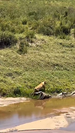 Visit Tanzania on Instagram: "This may be hard to watch, but it’s part of nature’s order Lions often hunt the young — easier prey that guarantees survival for their pride. Every predator and prey plays a part in maintaining the delicate balance of the wild. The Mara River is where Africa’s most dramatic stories unfold — millions of wildebeest and zebra crossing crocodile-filled waters in a fight for survival. 🦓🦁 Visit between July and October for this once-in-a-lifetime spectacle. Nature, raw