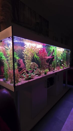 Exploring the Aquarium Hobby: Tips and Insights