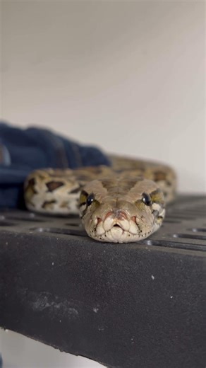 Python has an adorable face