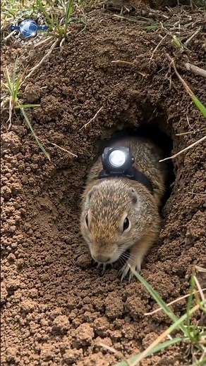 Pocket Gopher POV: Exploring a Massive Underground Colony | Real Wildlife 4K #ia #shorts